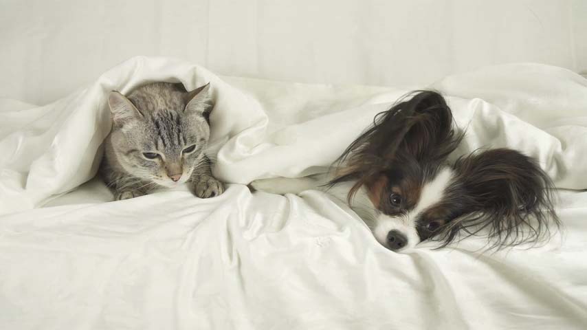 catdog.jpg